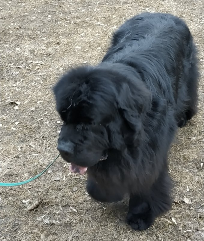 Фото: ньюфаундленд Chernaya Mafia Shot in the Dark (Черная Мафия Шот ин тхе Дарк)