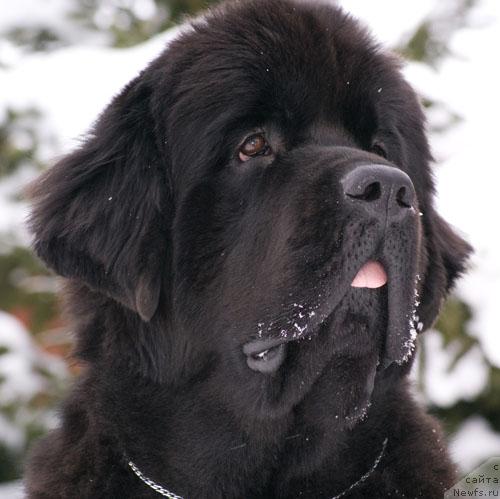 Фото: ньюфаундленд Beguschaya po Volnam Vsya Takaya Rastakaya (Бегущая по Волнам Вся Такая Растакая)