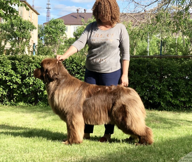 Фото: ньюфаундленд Aquatoriya Kelvin New Happiness