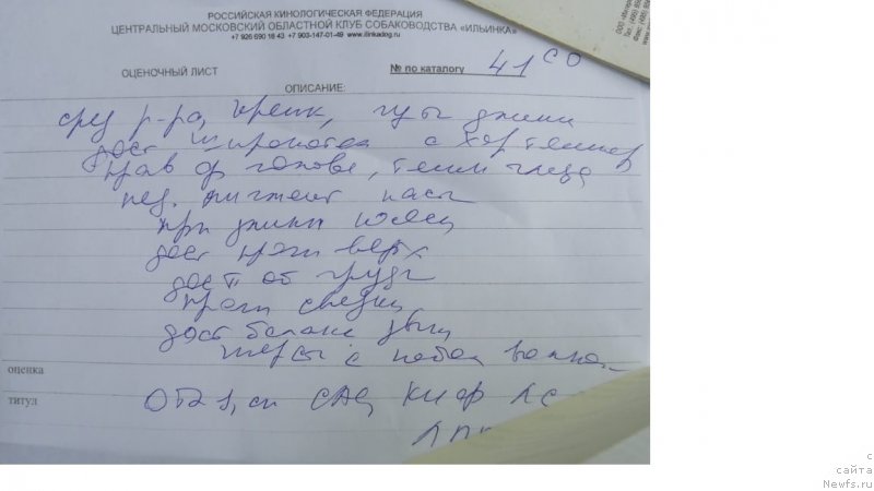 Фото: ньюфаундленд Parki is Antagrada (Парки из Антаграда)