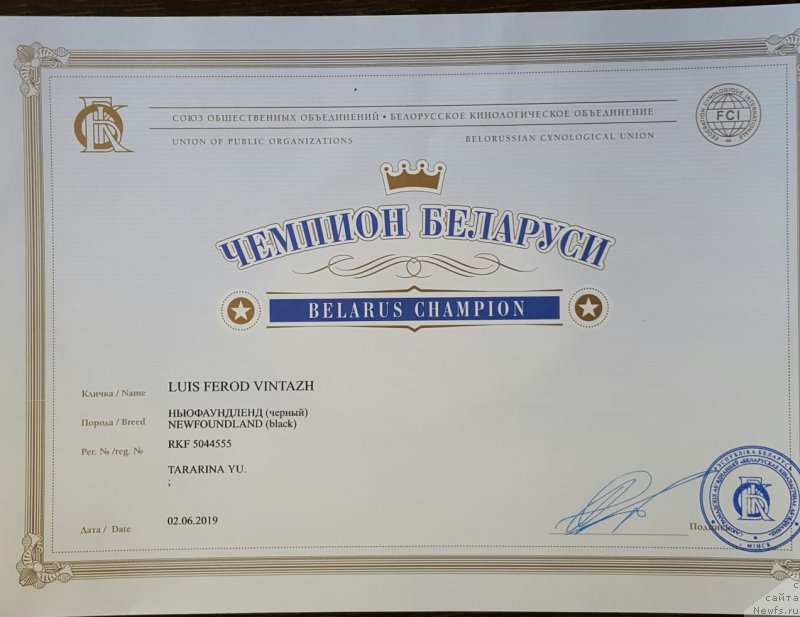 Фото: ньюфаундленд Luis Ferod Vintazh (Луис Ферод Винтаж)