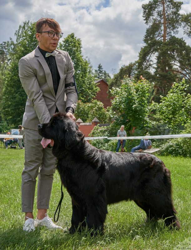 Фото: ньюфаундленд Parki is Antagrada (Парки из Антаграда)