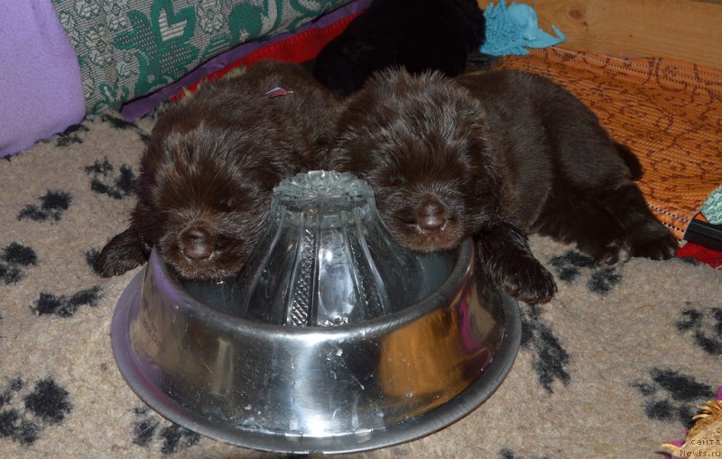 Фото: мам, ньюфаундленд Sent Djons Yustiniya Yuliya (Сент Джонс Юстиния Юлия), пап, ньюфаундленд I Follow The Sun de L'Etoile de Cyrice