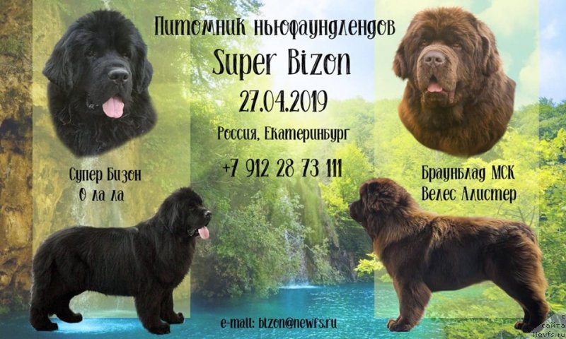 Фото: ньюфаундленд Brownblood MSK Veles Alister (Браунблад МСК Велес Алистер), ньюфаундленд Super Bizon O La La (Супер Бизон О Ла Ла)