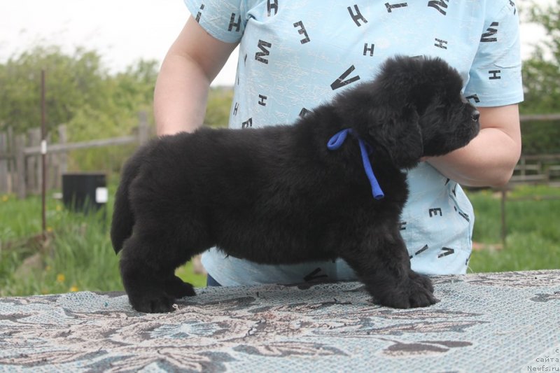 Фото: ньюфаундленд Super Bizon SHveps (Супер Бизон Швепс)