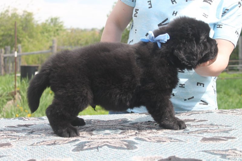 Фото: ньюфаундленд Super Bizon SHervud (Супер Бизон Шервуд)
