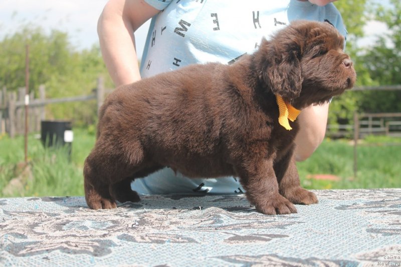 Фото: ньюфаундленд Super Bizon SHaman (Супер Бизон Шаман)