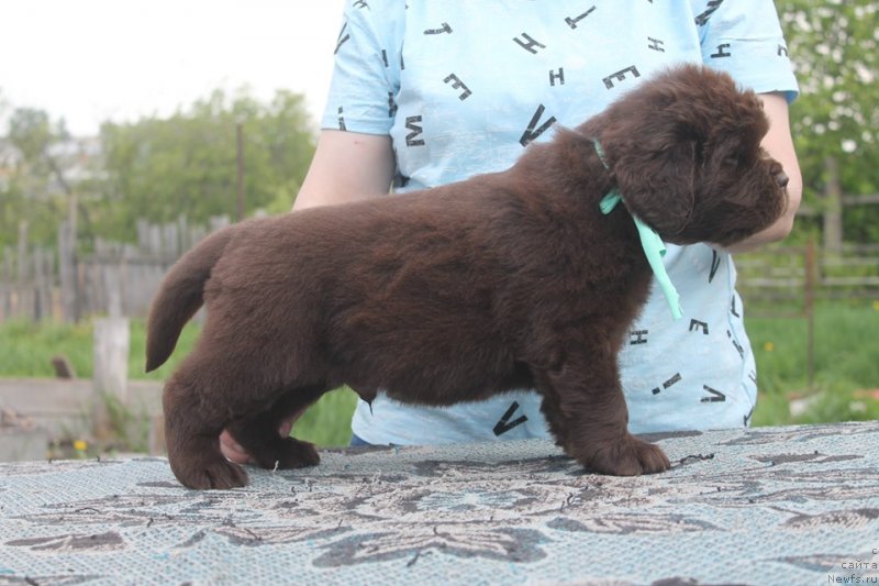 Фото: ньюфаундленд Super Bizon SHryek (Супер Бизон Шрэк)