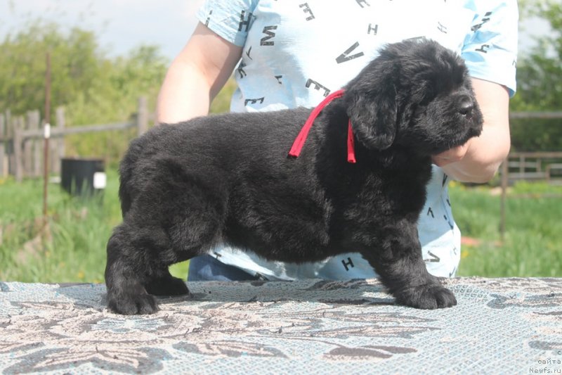 Фото: ньюфаундленд Super Bizon SHambala (Супер Бизон Шамбала)