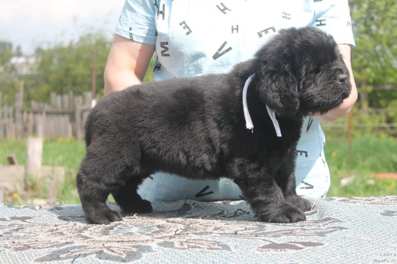 Фото: ньюфаундленд Super Bizon SHanel' (Супер Бизон Шанель)