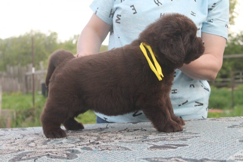 Фото: ньюфаундленд Super Bizon SHokoladka (Супер Бизон Шоколадка)