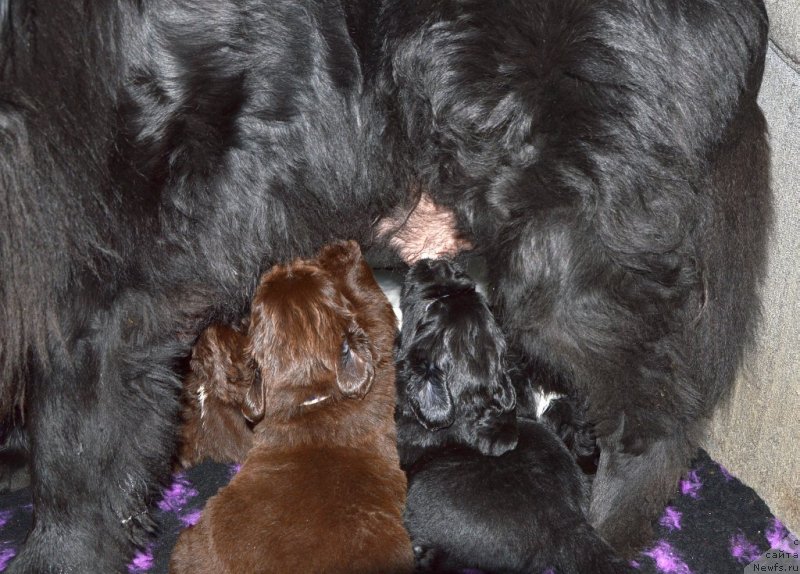 Фото: ньюфаундленд Sent Djons Yustiniya Yuliya (Сент Джонс Юстиния Юлия), и щенки от, ньюфаундленд I Follow The Sun de L'Etoile de Cyrice