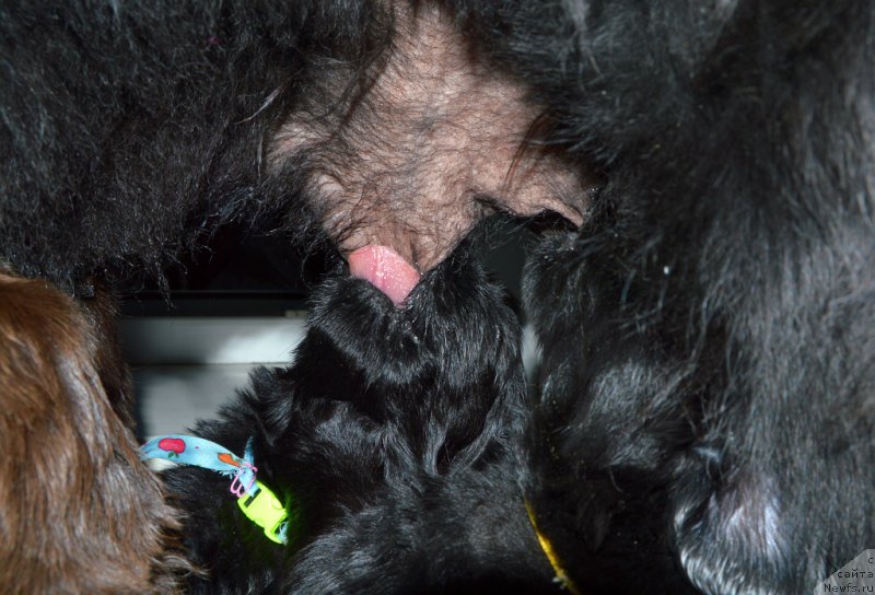 Фото: ньюфаундленд Sent Djons Yustiniya Yuliya (Сент Джонс Юстиния Юлия), и щенки от, ньюфаундленд I Follow The Sun de L'Etoile de Cyrice