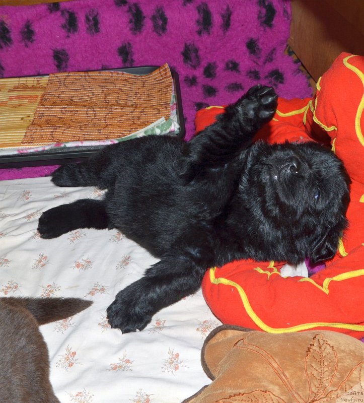 Фото: щенки от, ньюфаундленд Sent Djons Yustiniya Yuliya (Сент Джонс Юстиния Юлия), ньюфаундленд I Follow The Sun de L'Etoile de Cyrice
