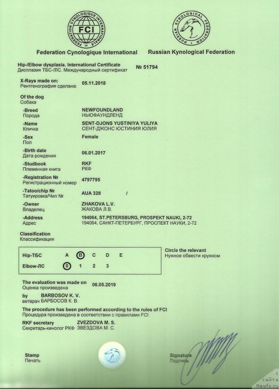 Фото: ньюфаундленд Sent Djons Yustiniya Yuliya (Сент Джонс Юстиния Юлия)