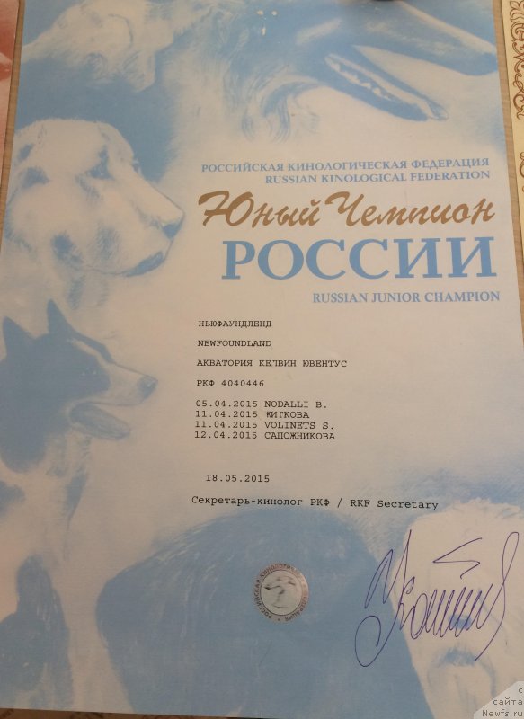 Фото: ньюфаундленд Aquatoriya Kelvin Yuventus (Акватория Келвин Ювентус)