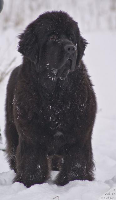 Фото: ньюфаундленд Beguschaya po Volnam Vsya Takaya Rastakaya (Бегущая по Волнам Вся Такая Растакая)