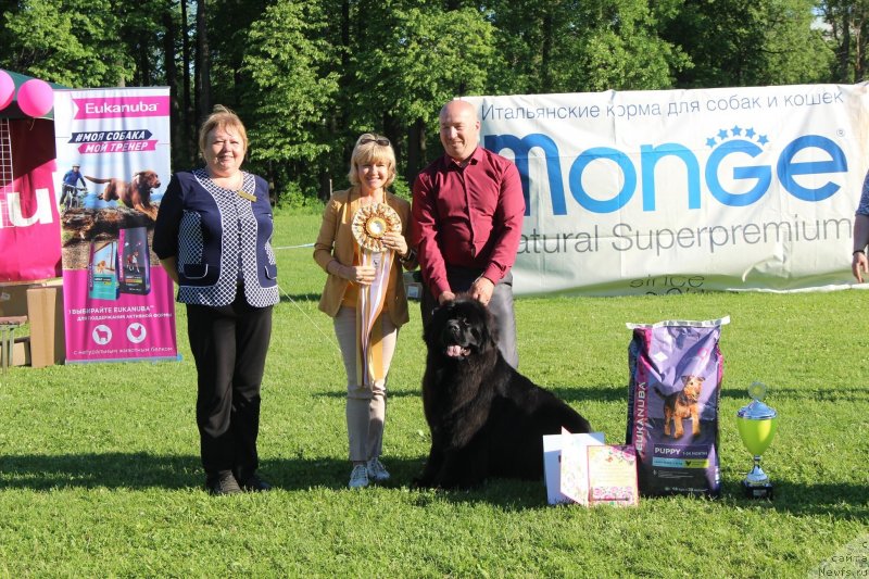 Фото: ньюфаундленд Vyatskiy Medved Nepobedimaya Janna (Вятский Медведь Непобедимая Жанна)
