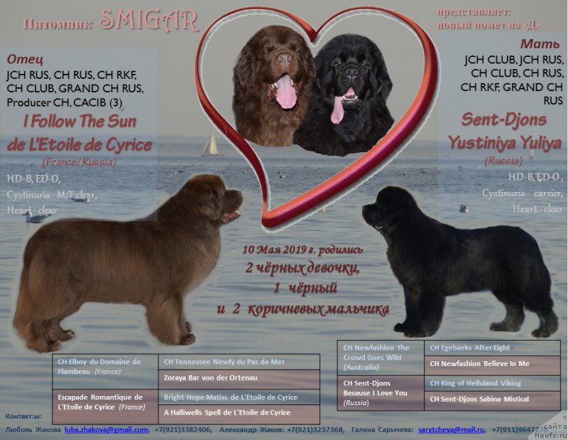 Фото: ньюфаундленд Sent Djons Yustiniya Yuliya (Сент Джонс Юстиния Юлия), ньюфаундленд I Follow The Sun de L'Etoile de Cyrice