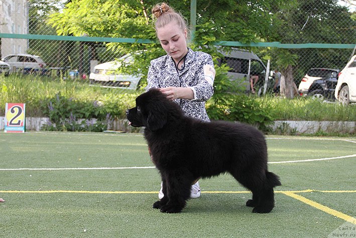 Фотография № 243134