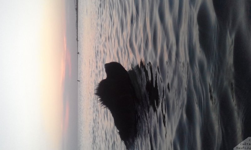 Фото: ньюфаундленд Akvatoriya Kelvin Zlata (Акватория Келвин Злата)