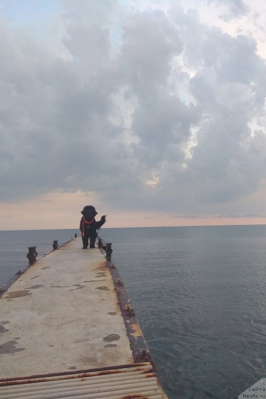 Фото: ньюфаундленд Chernyj Chank s Berega Dona (Черный Чанк с Берега Дона)