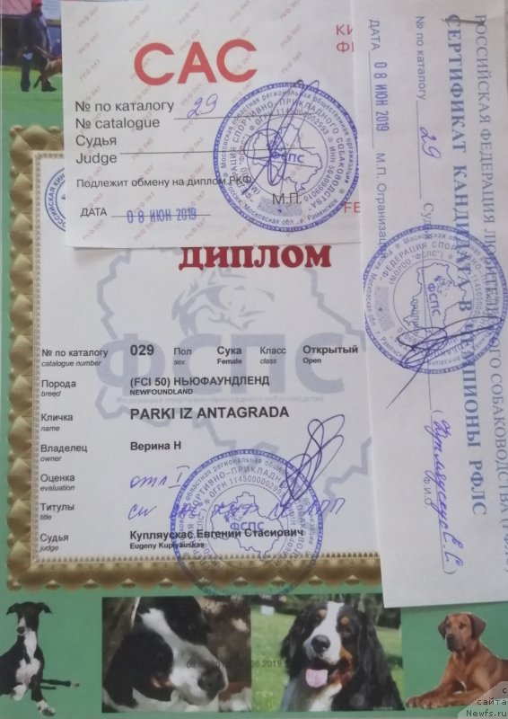 Фото: ньюфаундленд Parki is Antagrada (Парки из Антаграда)