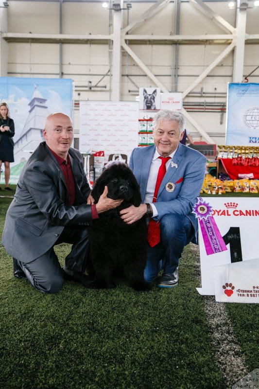 Фото: ньюфаундленд Vyatskiy Medved' Princessa Proline (Вятский Медведь Принцесса Пролине)