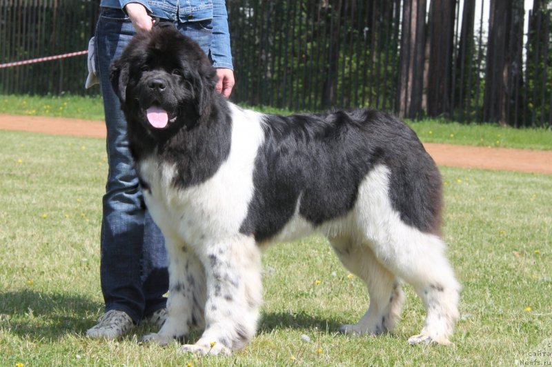 Фото: ньюфаундленд Akvian Song Cafira (Аквиан Сонг Цафира)