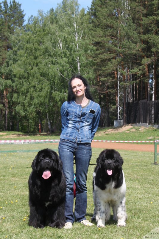 Фото: ньюфаундленд Akvian Song Lavatera (Аквиан Сонг Лаватера), ньюфаундленд Akvian Song Cafira (Аквиан Сонг Цафира), Elena Popova (Елена Попова)