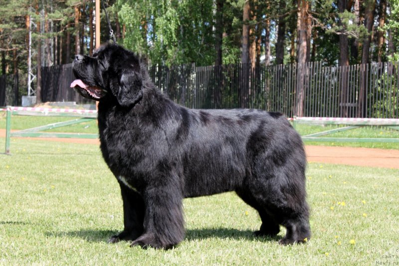 Фото: ньюфаундленд Akvian Song Lavatera (Аквиан Сонг Лаватера)