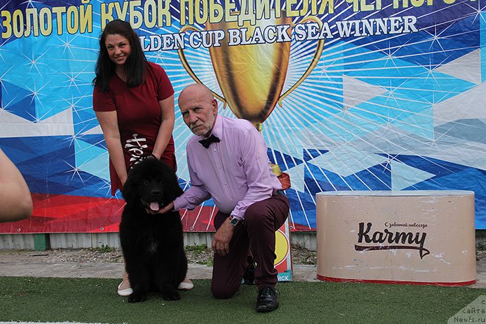 Фото: ньюфаундленд Terra Viktoriya Omnia Vinsent Amor (Терра Виктория Омниа Винсент Амор)