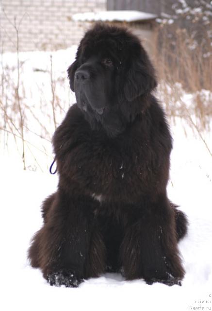 Фото: ньюфаундленд Cayuga Mescalero