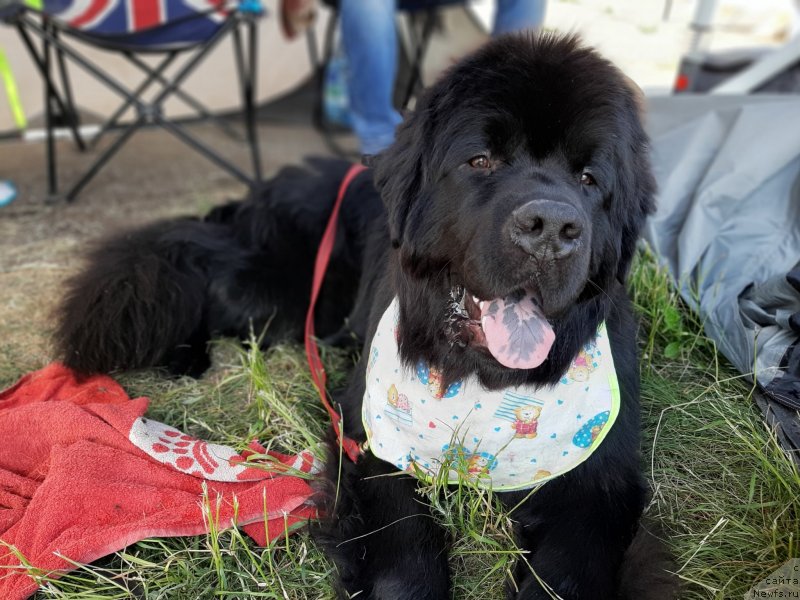 Фотография № 243175