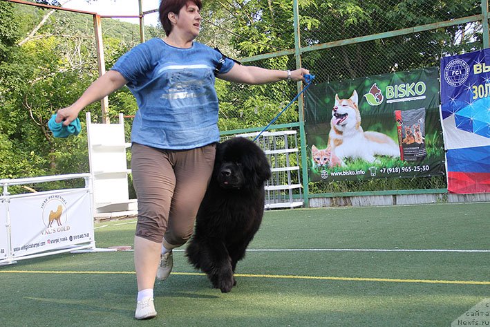 Фото: ньюфаундленд Lavrusha Dusha Paren' (Лавруша Душа Парень)