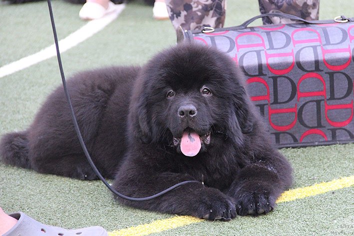 Фото: ньюфаундленд Hava s Berega Dona (Хава с Берега Дона)