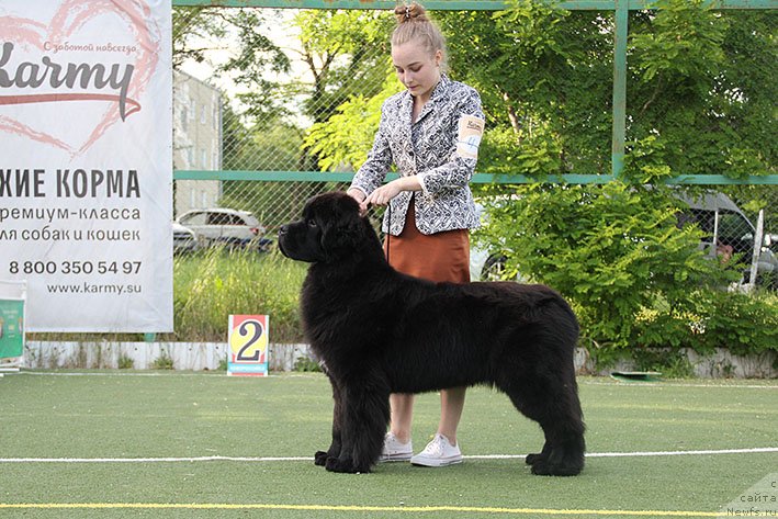 Фото: ньюфаундленд Obligatsiya s Berega Dona (Облигация с Берега Дона)