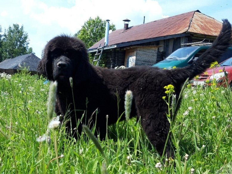 Фото: ньюфаундленд Vyatskiy Medved' SHedevr (Вятский Медведь Шедевр)