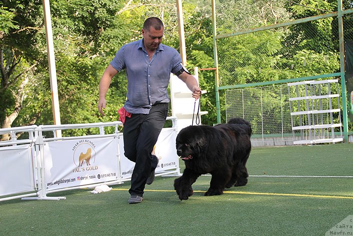 Фото: ньюфаундленд Laura s Berega Dona (Лаура с Берега Дона)
