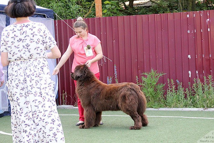 Фото: ньюфаундленд Charodeyka Bona (Чародейка Бона)