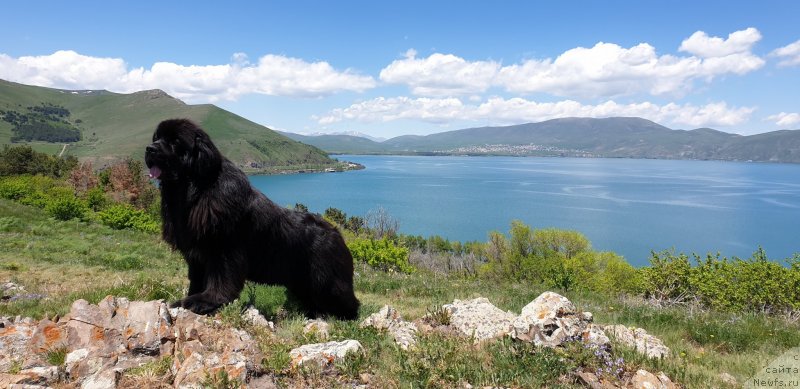 Фото: ньюфаундленд Aquatoriya Kelvin Navigator (Акватория Келвин Навигатор)