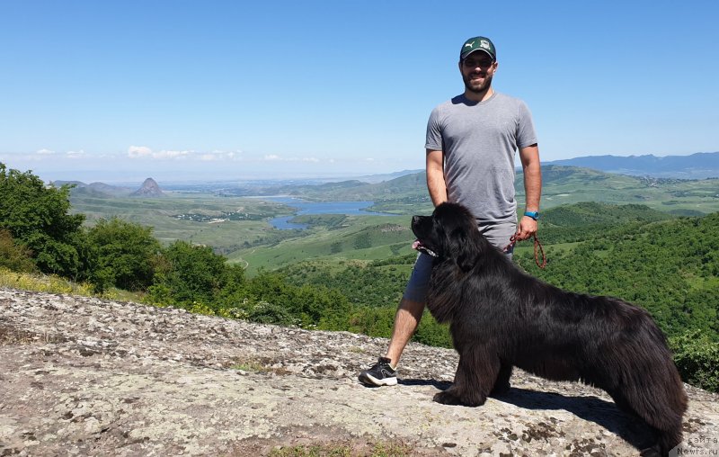Фото: ньюфаундленд Aquatoriya Kelvin Navigator (Акватория Келвин Навигатор), Mihail Kopyitenko (Михаил Копытенко)