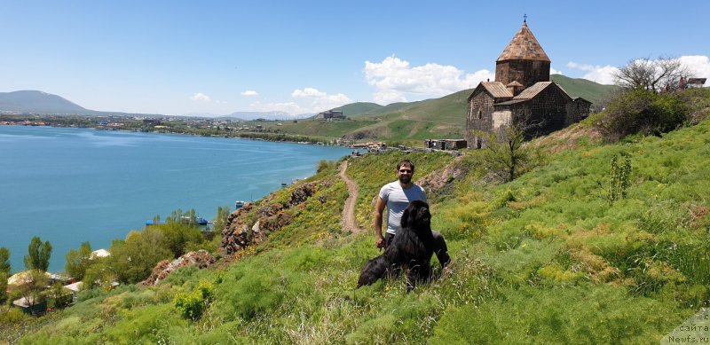 Фото: ньюфаундленд Aquatoriya Kelvin Navigator (Акватория Келвин Навигатор), Mihail Kopyitenko (Михаил Копытенко)