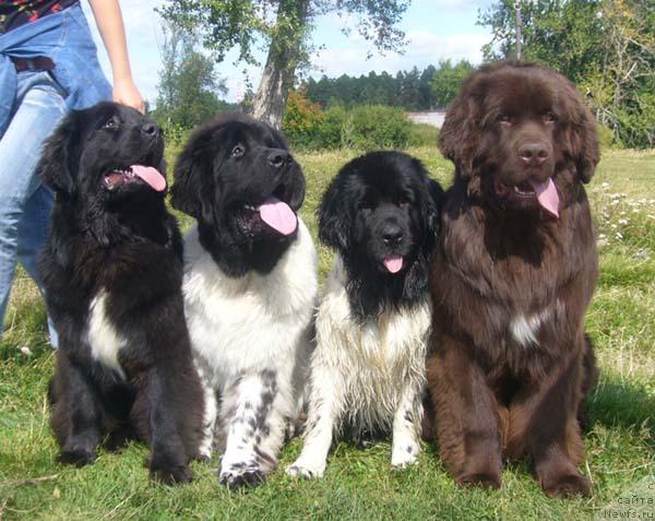 Фото: ньюфаундленд Super Bizon Antaliya (Супер Бизон Анталия), ньюфаундленд Super Bizon Argo (Супер Бизон Арго), ньюфаундленд Fiamettahauz Vinland Princess (Фиаметтахауз Винланд Принцесс), ньюфаундленд Obush Shed Yudashkin Stil (Обуш Шед Юдашкин Стиль)