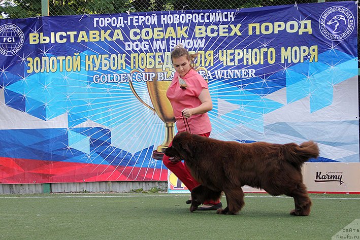 Фото: ньюфаундленд Charodeyka Bona (Чародейка Бона)