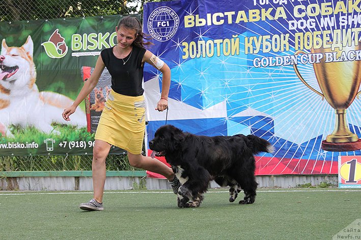 Фото: ньюфаундленд Bayka s Berega Dona (Байка с Берега Дона)