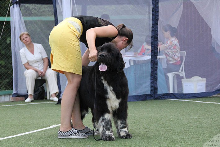 Фото: ньюфаундленд Bayka s Berega Dona (Байка с Берега Дона)