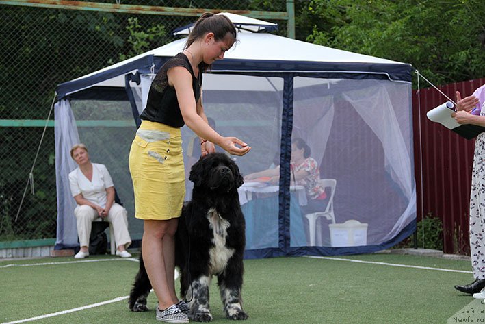 Фото: ньюфаундленд Bayka s Berega Dona (Байка с Берега Дона)