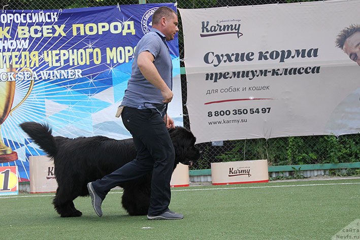 Фото: ньюфаундленд Zimnyaya Vishnya s Berega Dona (Зимняя Вишня с Берега Дона)