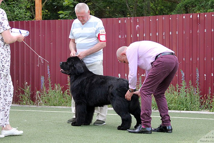 Фото: ньюфаундленд Zhorzhetta s Berega Dona (Жоржетта с Берега Дона)
